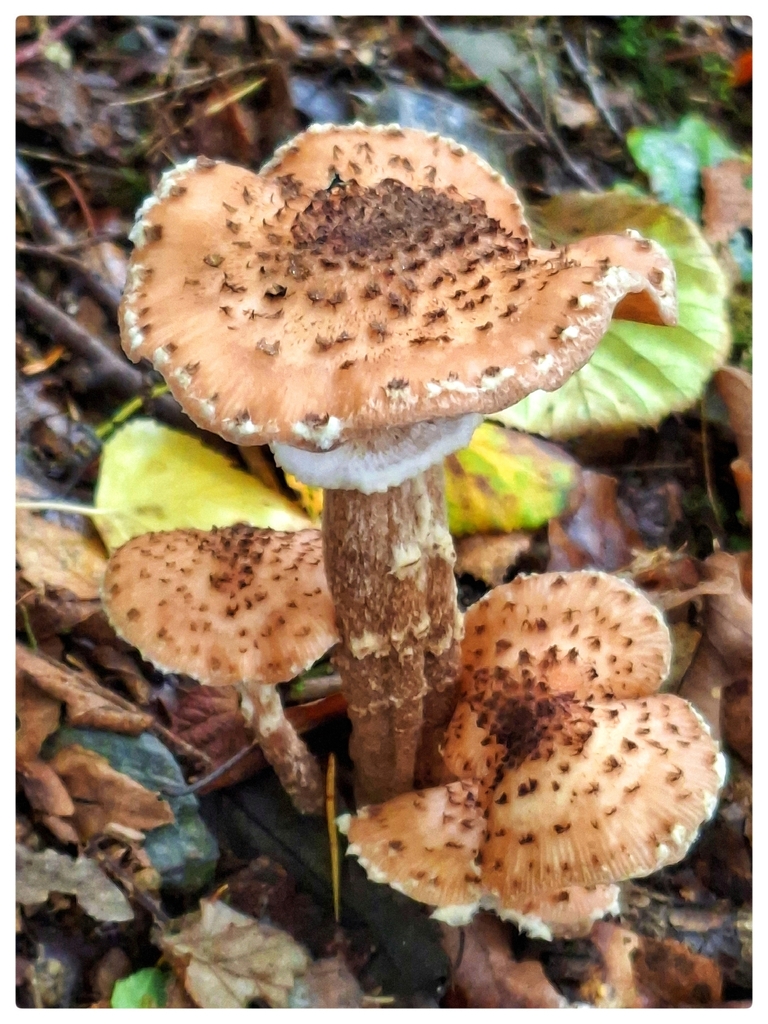 Dark Honey Fungus