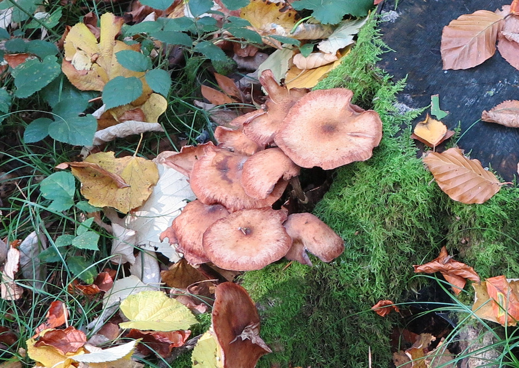 Dark Honey Fungus