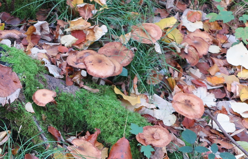 Dark Honey Fungus