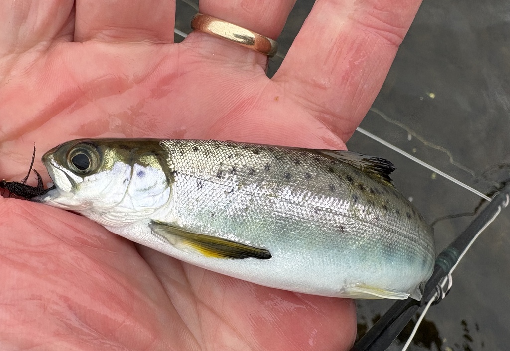 Atlantic Salmon