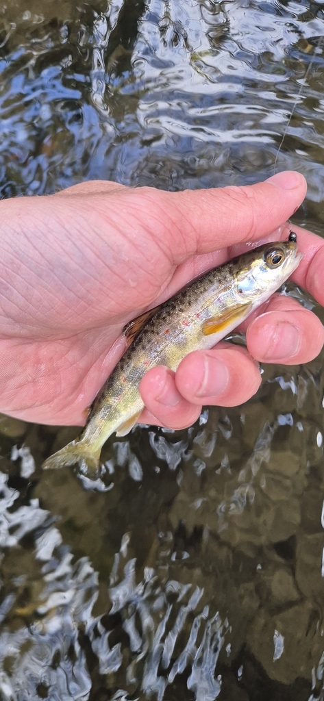 Atlantic Salmon