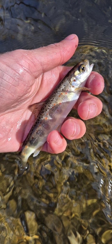 Atlantic Salmon