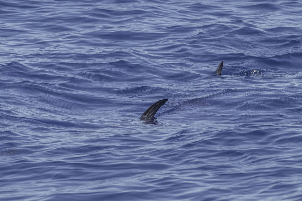 Atlantic Swordfish