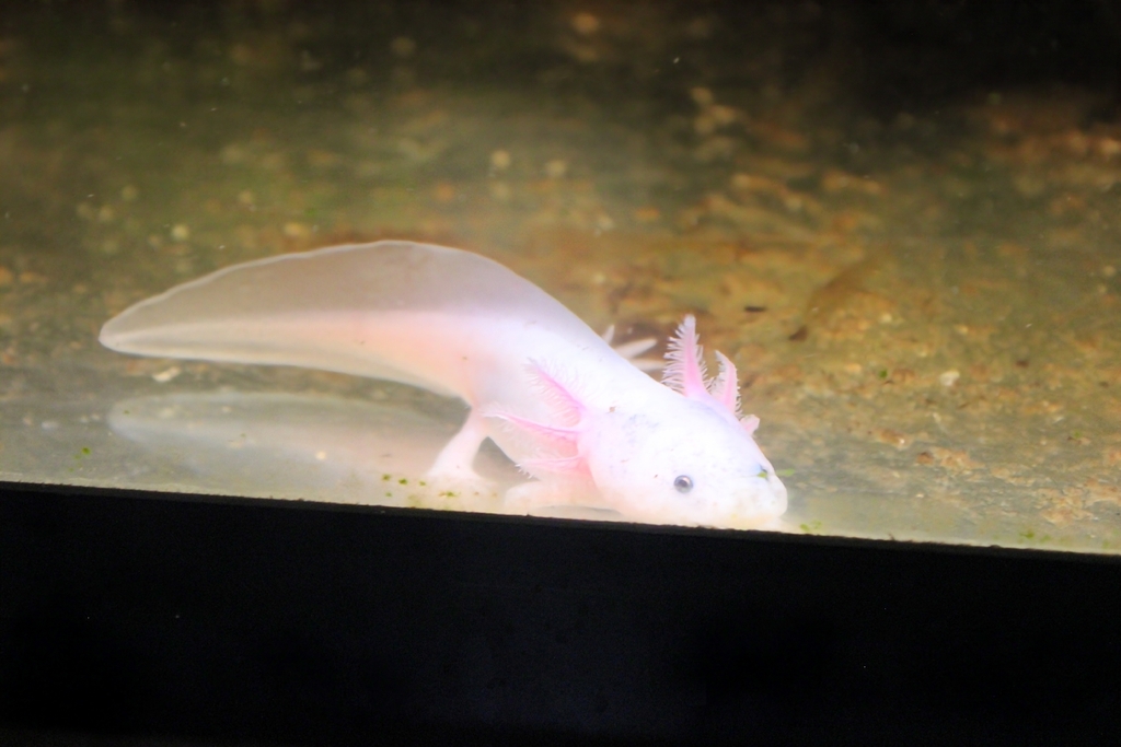 Axolotl