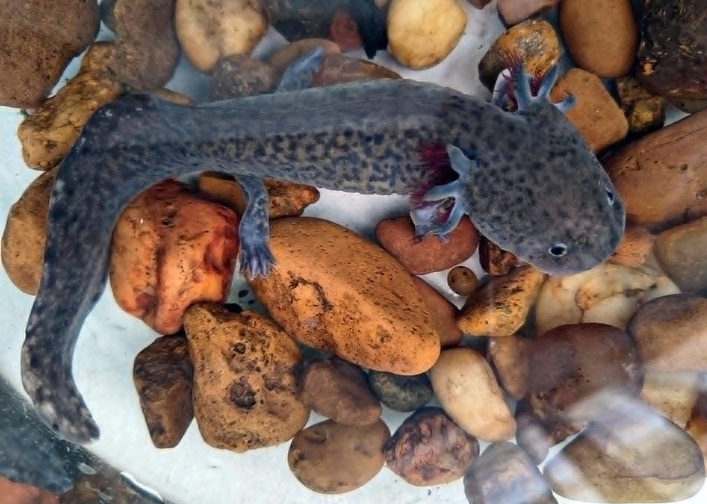 Axolotl