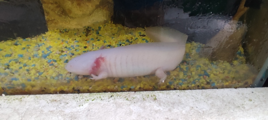 Axolotl