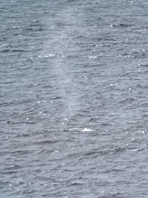 Blue Rorqual