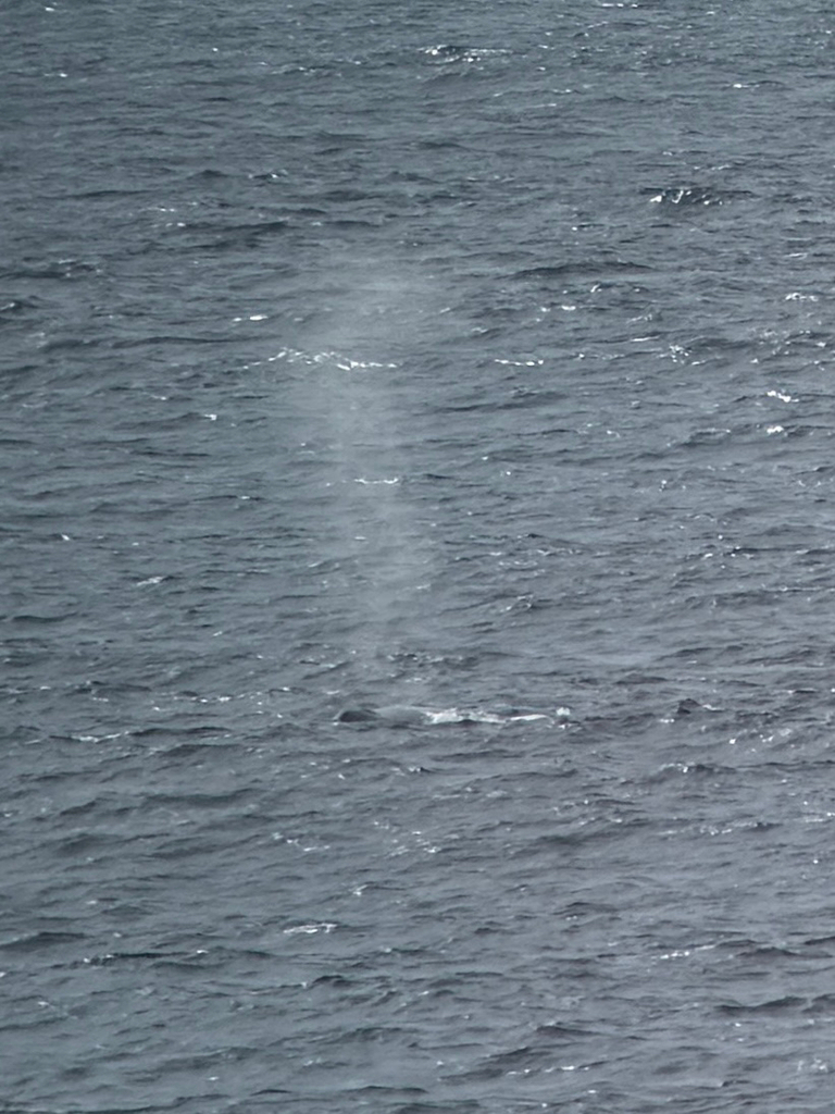 Blue Rorqual