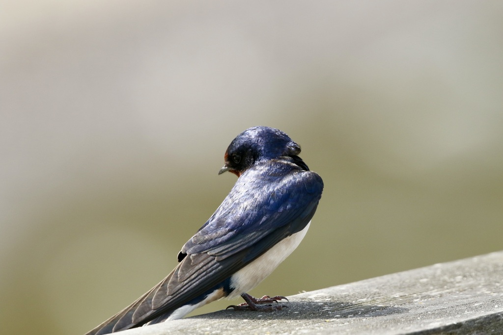 Barn Swallow