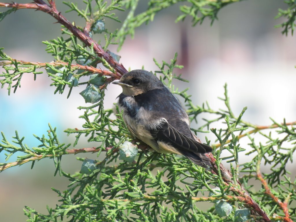 Barn Swallow