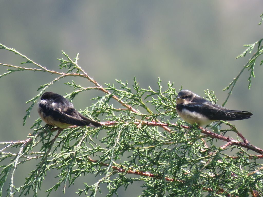 Barn Swallow