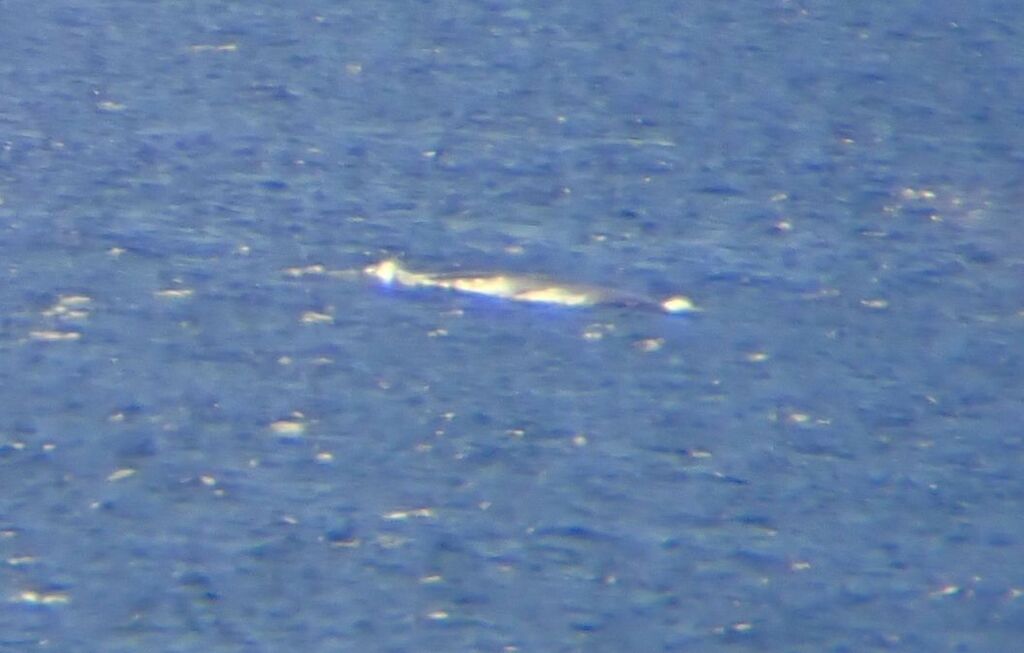 Blue Whale