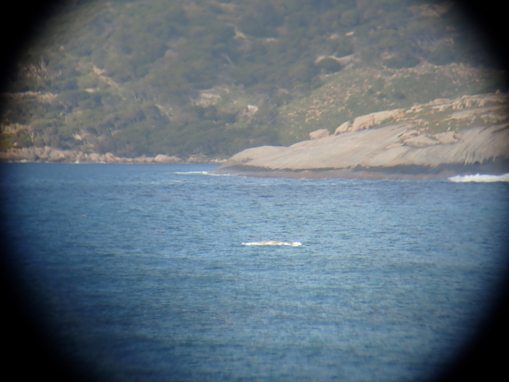 Blue Whale