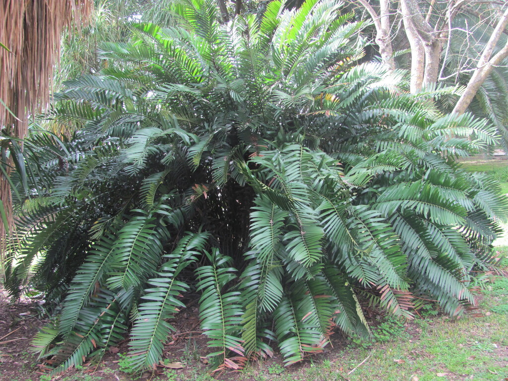 Bread Palm