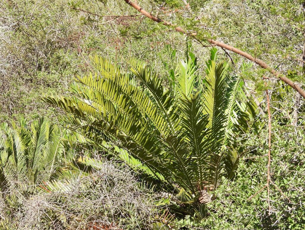 Bread Palm