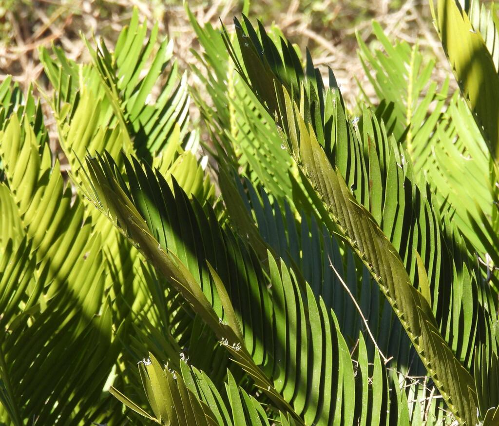 Bread Palm