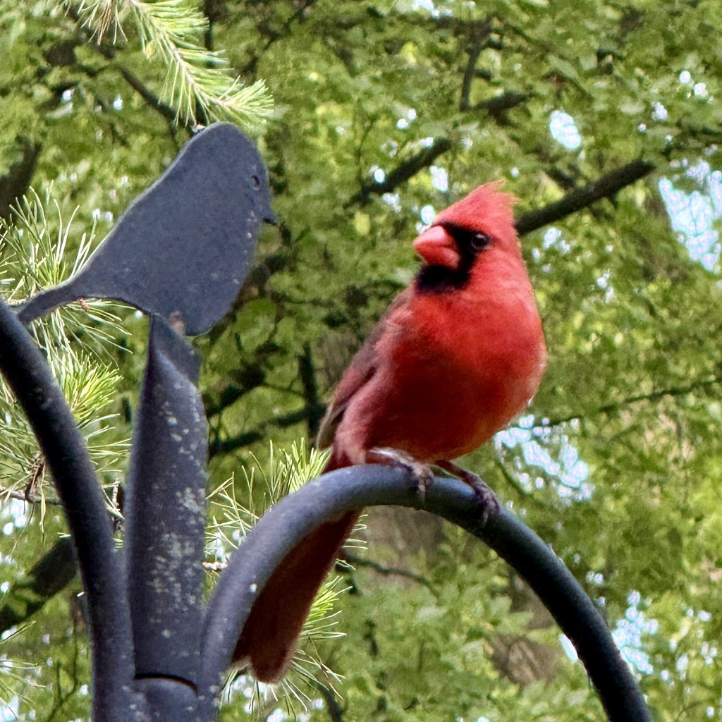 Cardinal