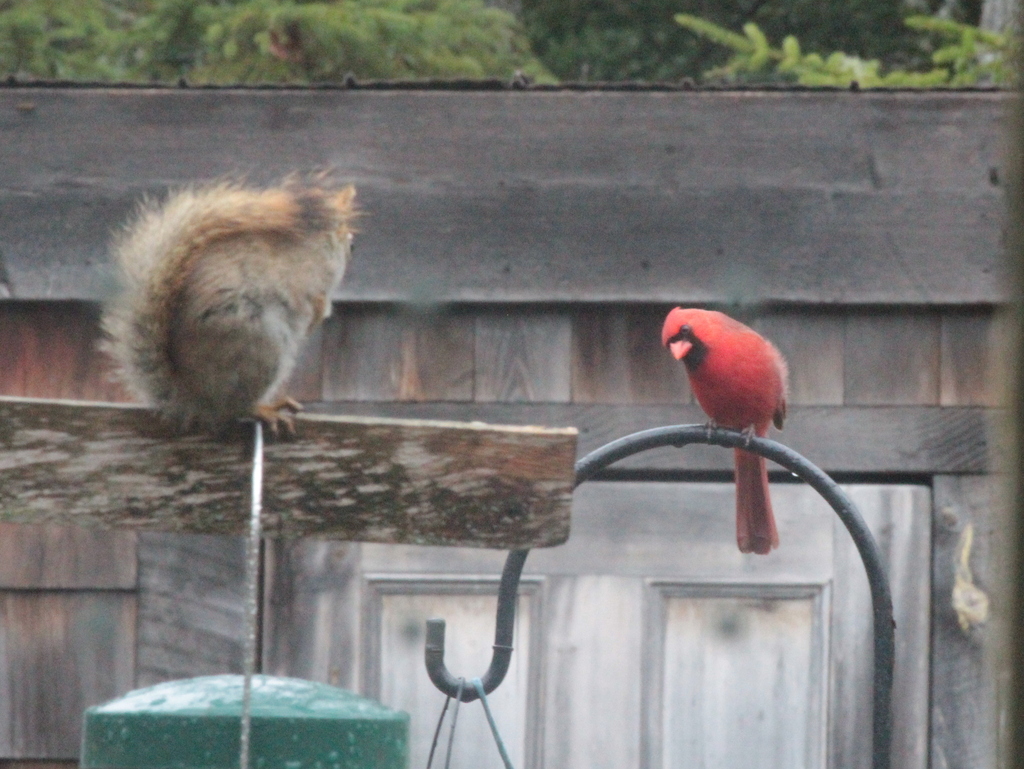 Cardinal