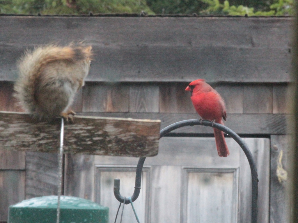 Cardinal