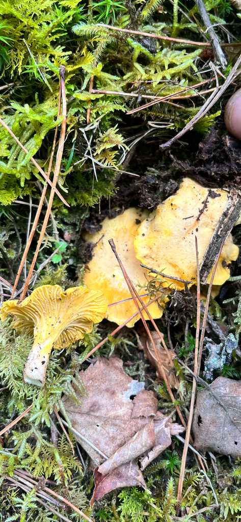 Cardarella