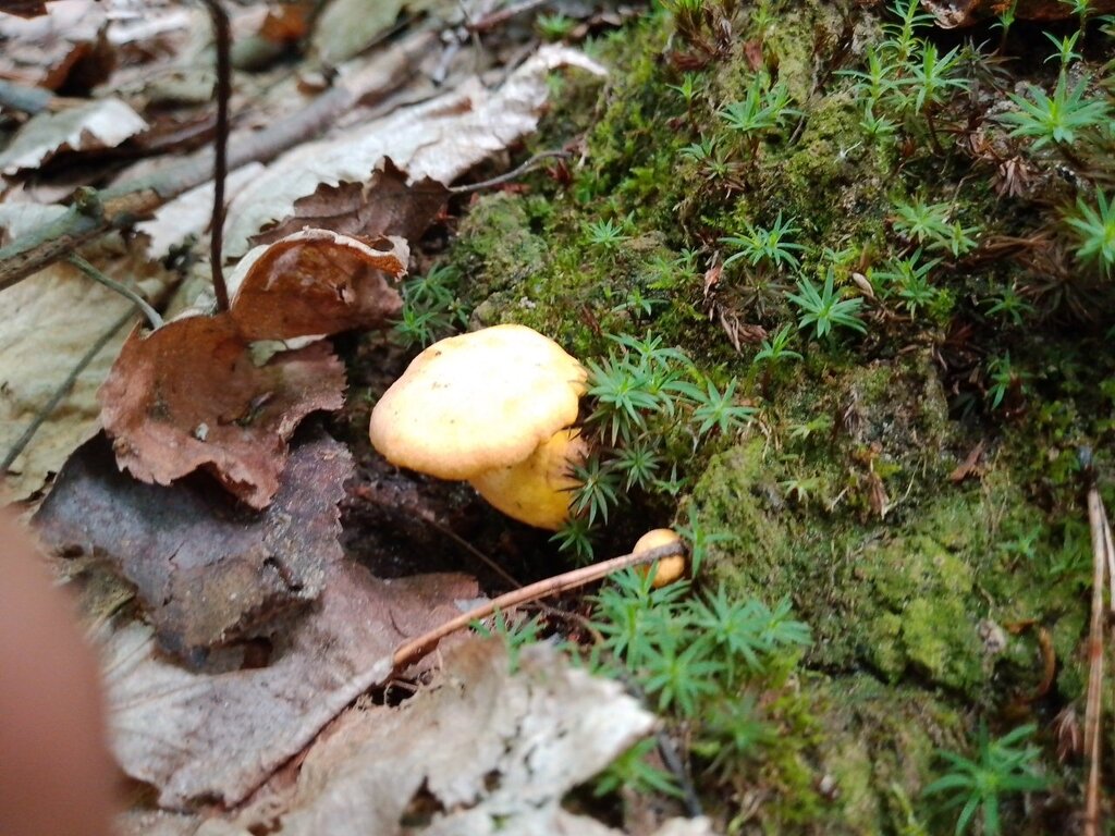 Chanterelle