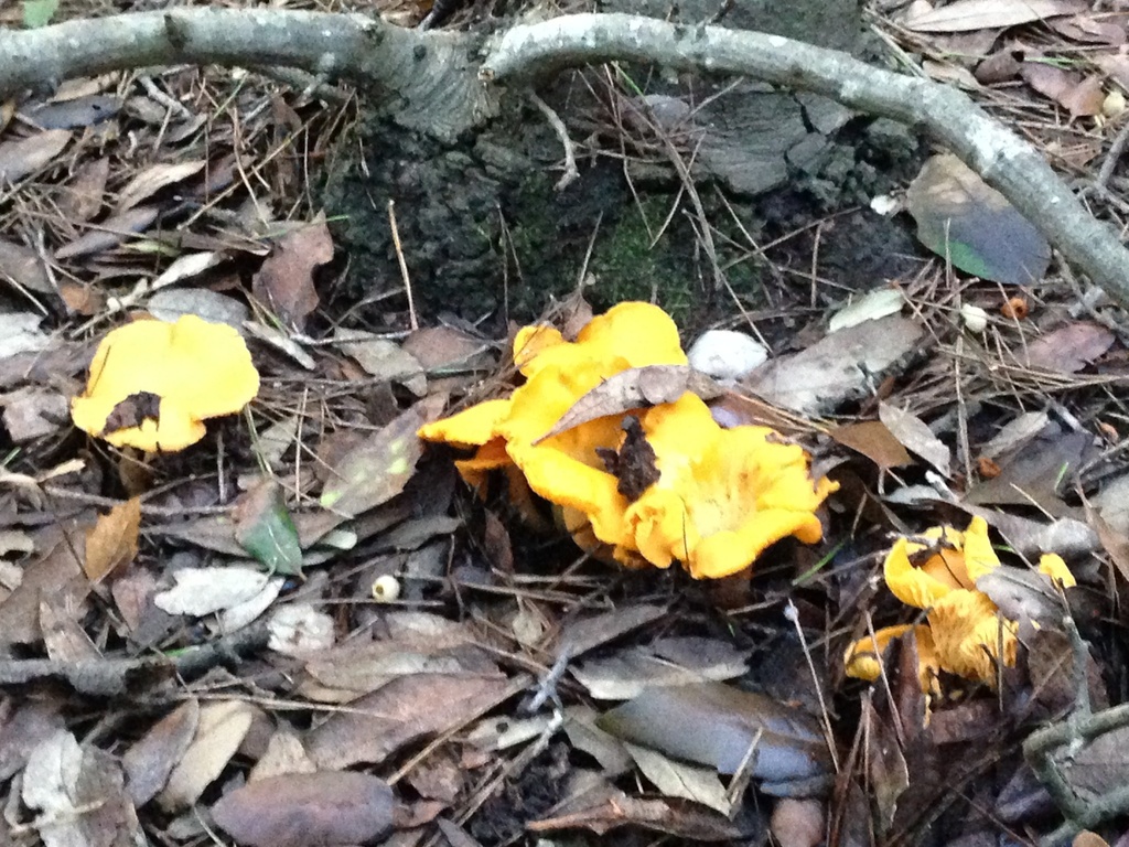 Chanterelle