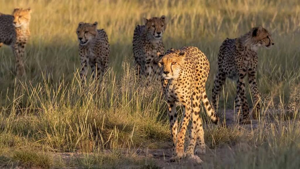 Cheetah Acinonyx Jubatus Facts Habitat Behavior Plantnimals Cheetah Acinonyx Jubatus Facts Habitat Behavior Plantnimals