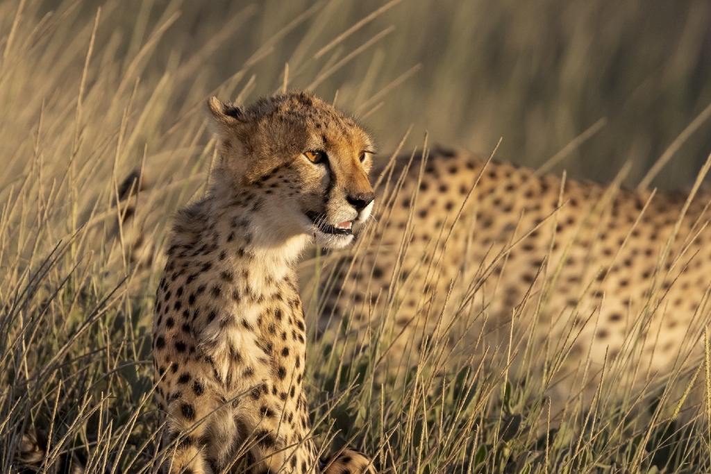 Cheetah