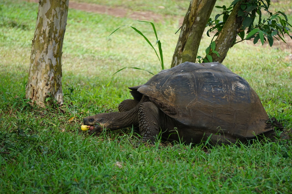 Tortue Géante Des Galápagos