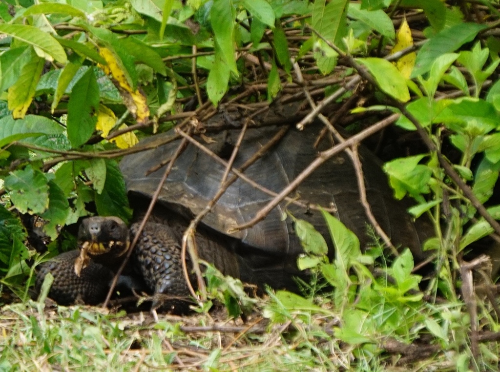 Abingdon Island Giant Tortoise [abingdonii]