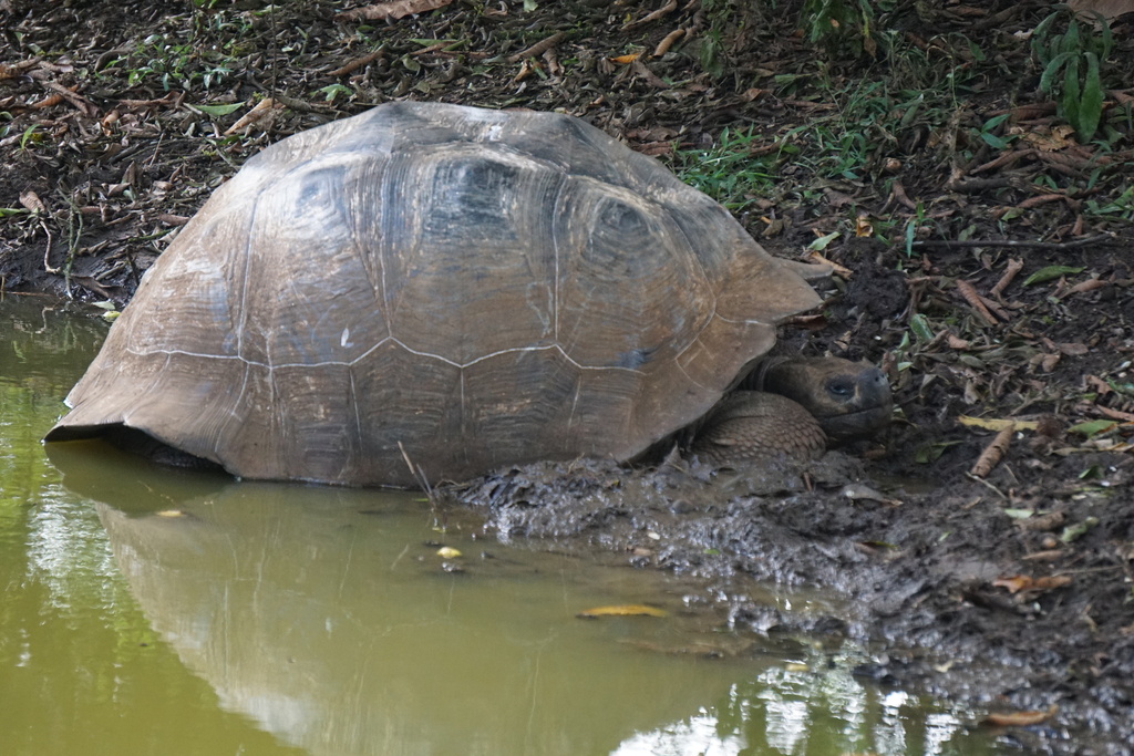 Abingdon Island Giant Tortoise [abingdonii]
