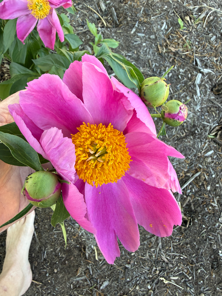 Chinese Peony