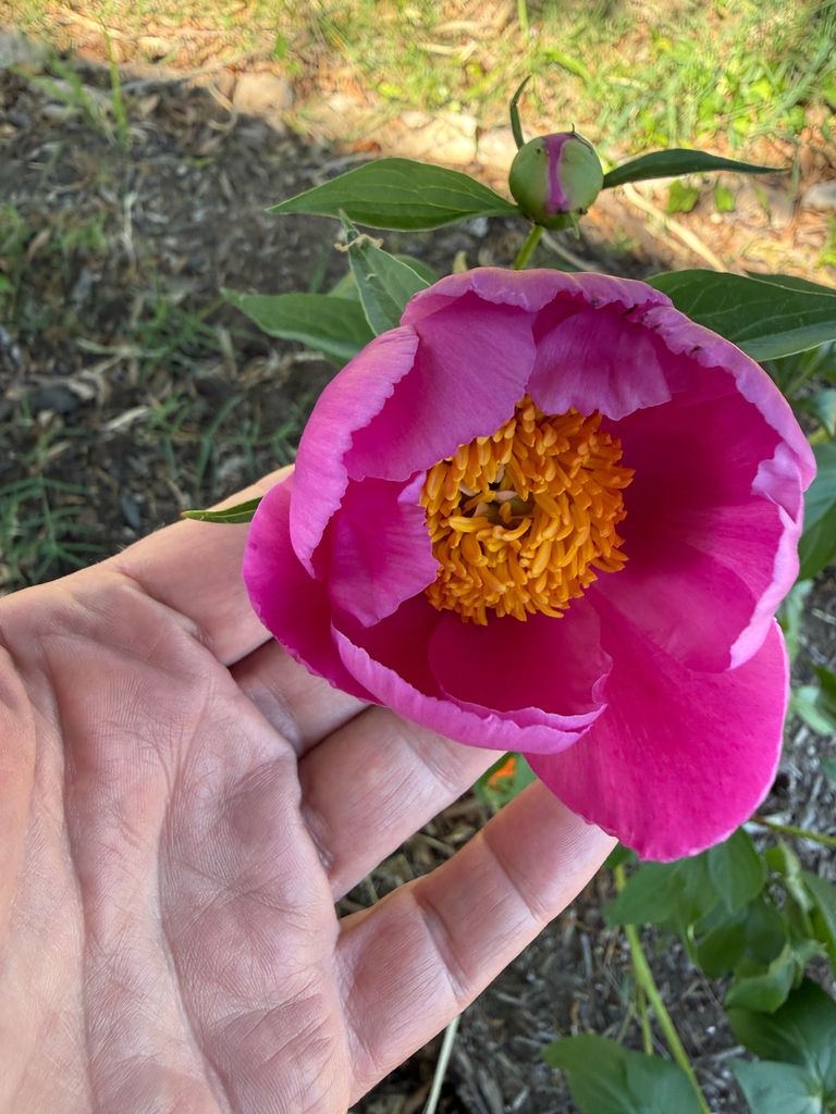 Chinese Peony