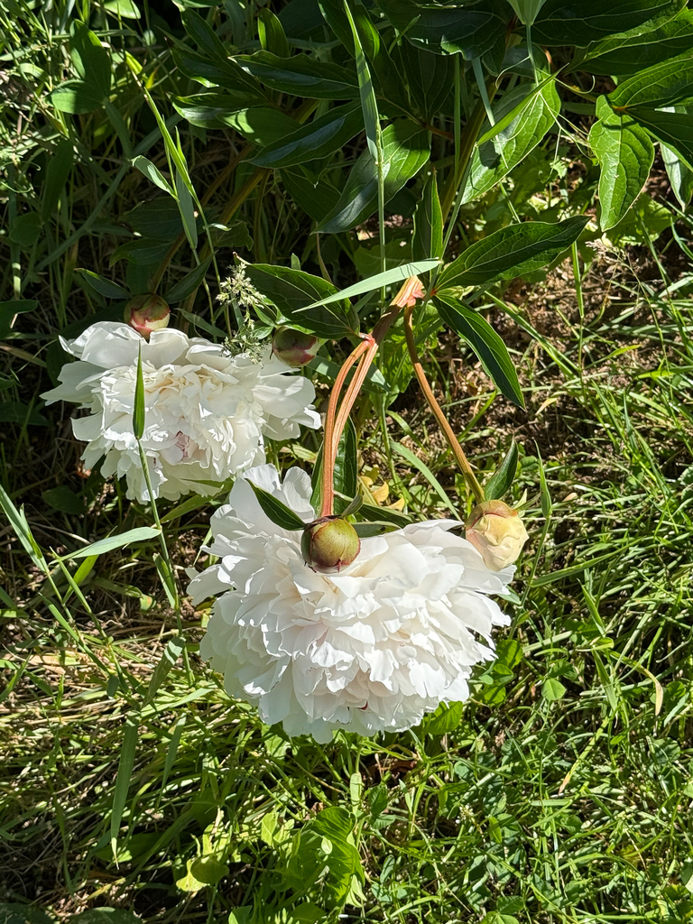 Chinese Peony