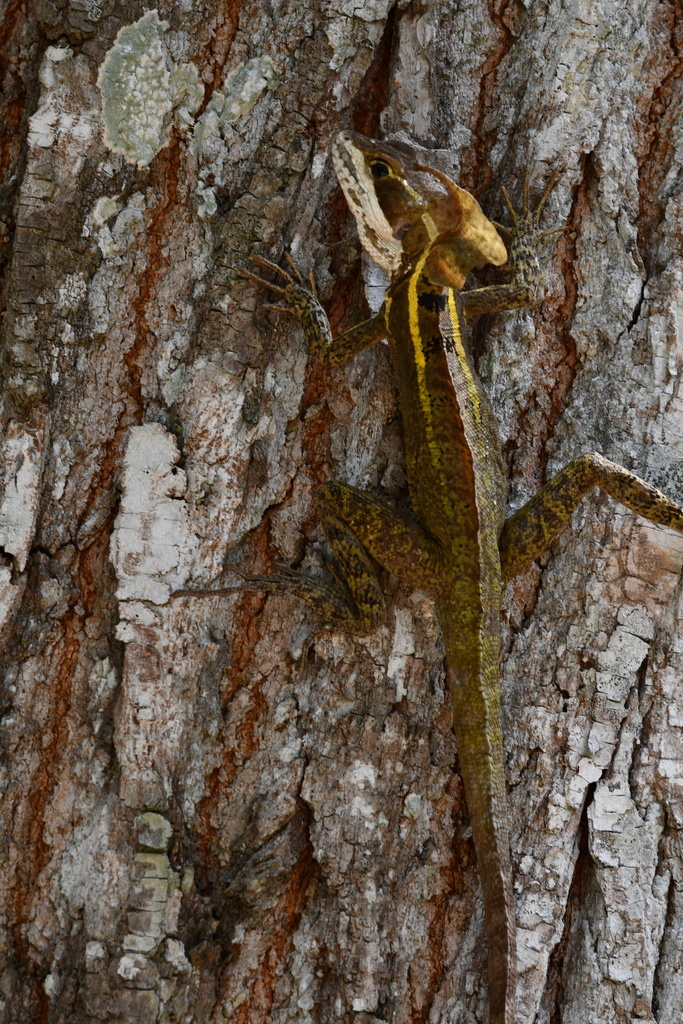 Common Basilisk