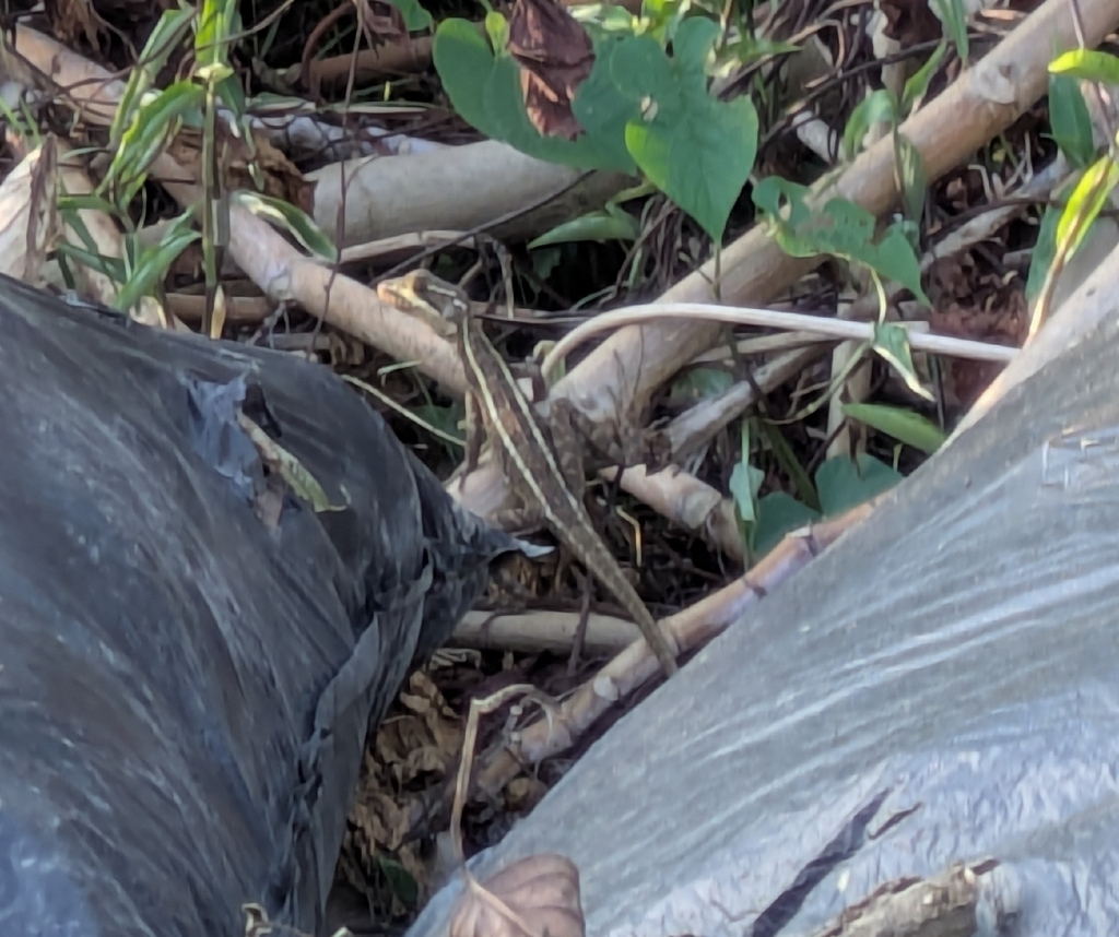 Common Basilisk