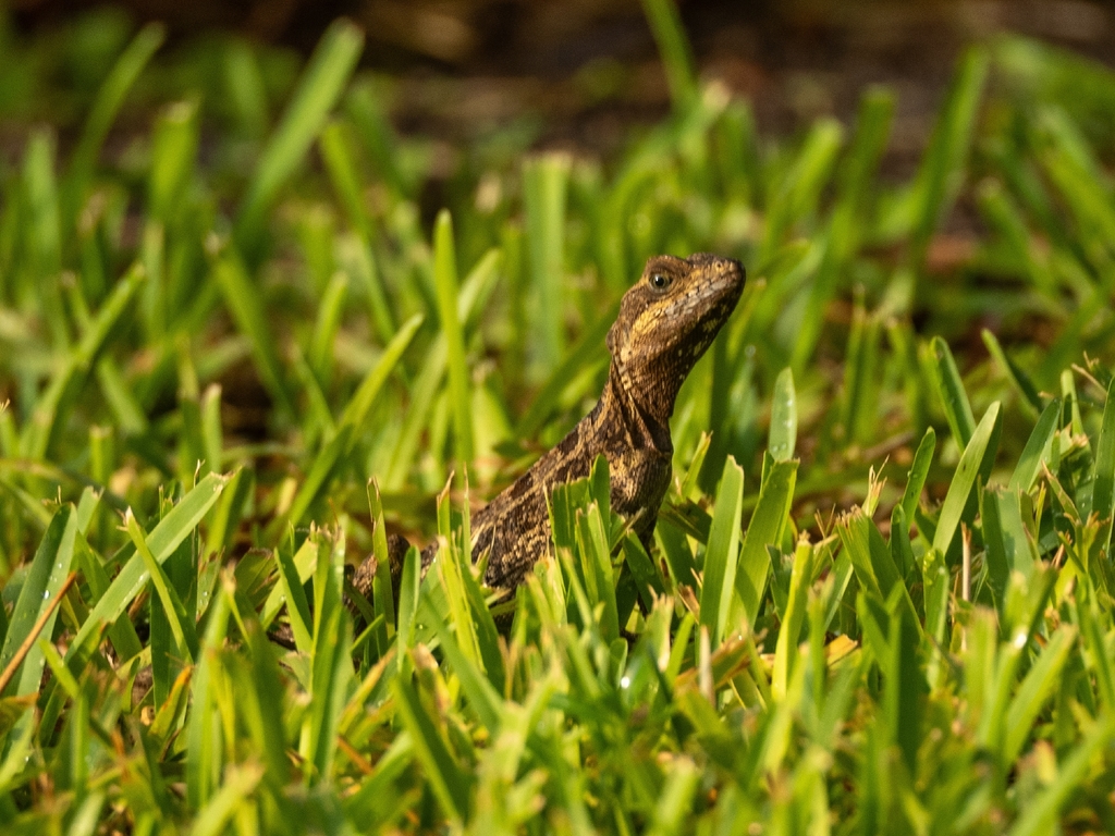 Common Basilisk