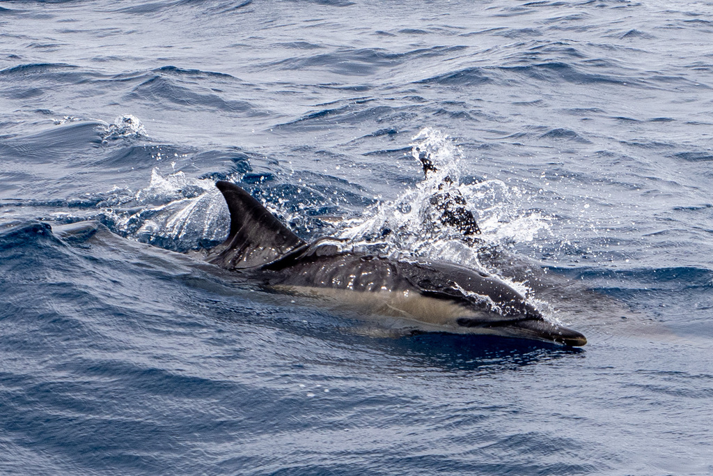 Common Dolphin