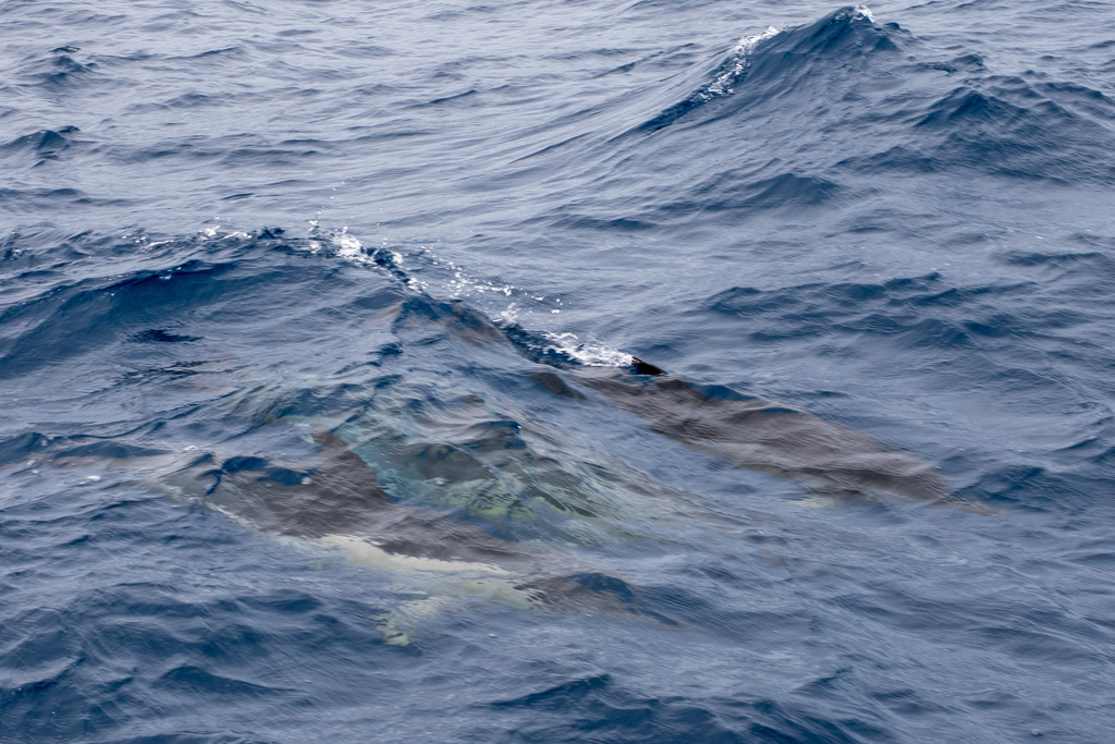 Common Dolphin