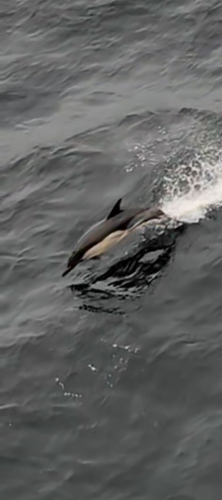 Common Dolphin