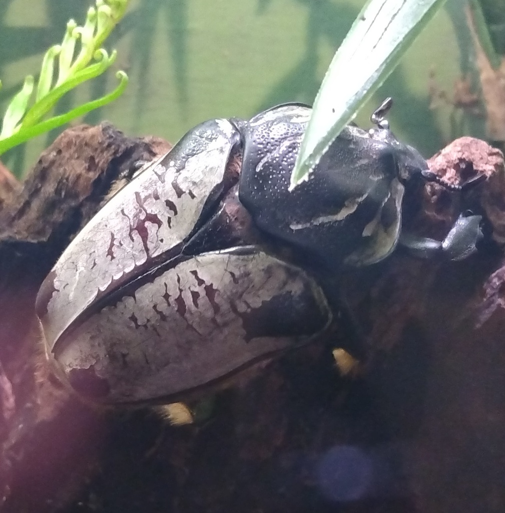 Escarabajo Goliat