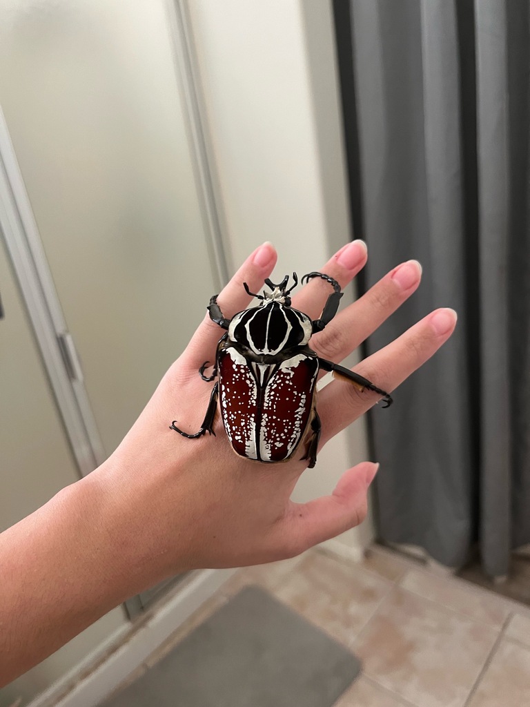 Common Goliath Beetle