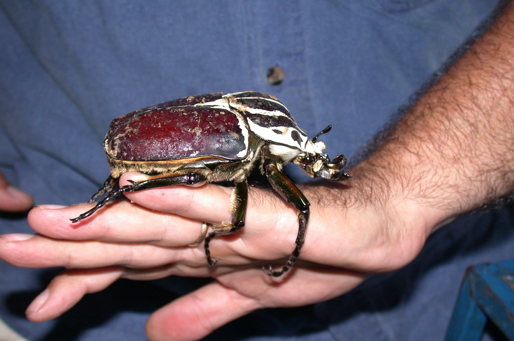 Common Goliath Beetle