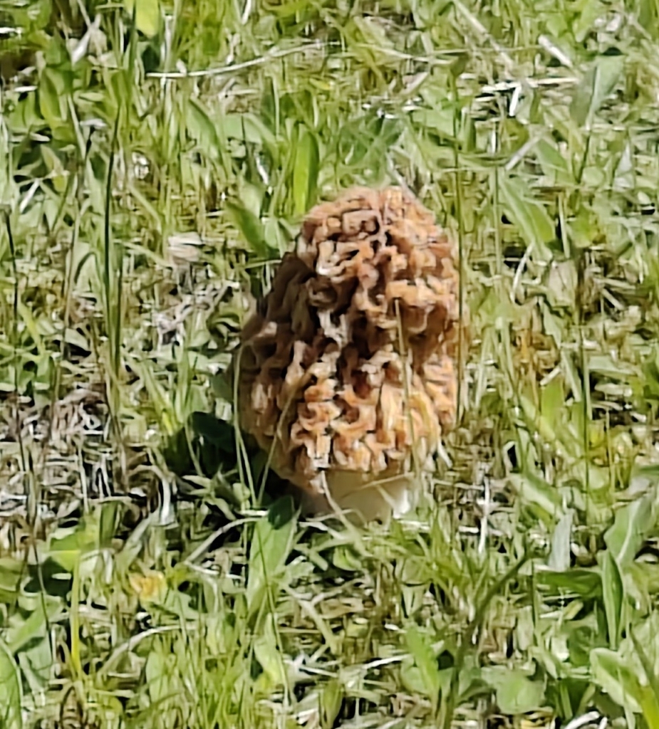 Common Morel