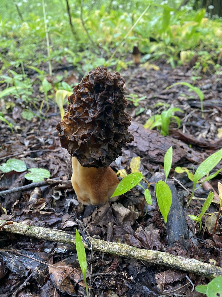 Common Morel