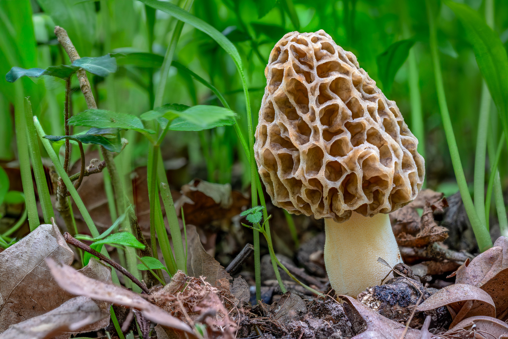 Common Morel
