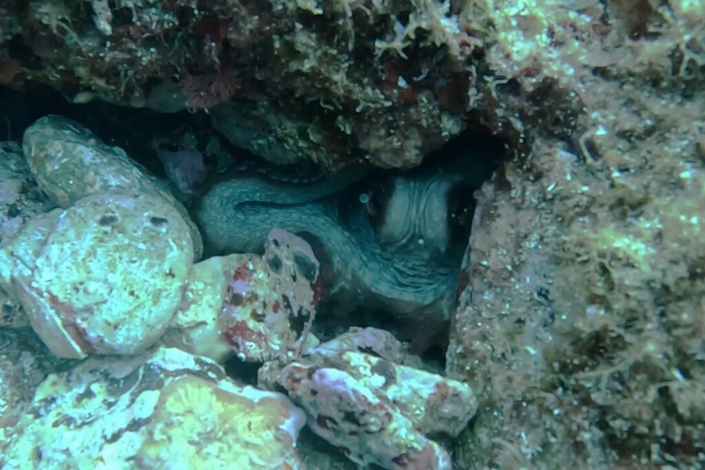 Common Octopus