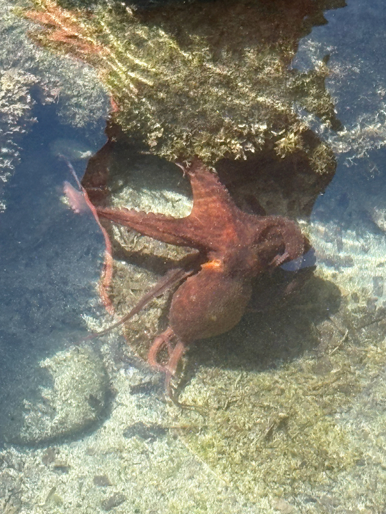 Common Octopus