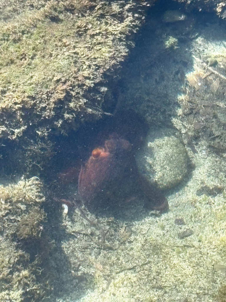 Common Octopus