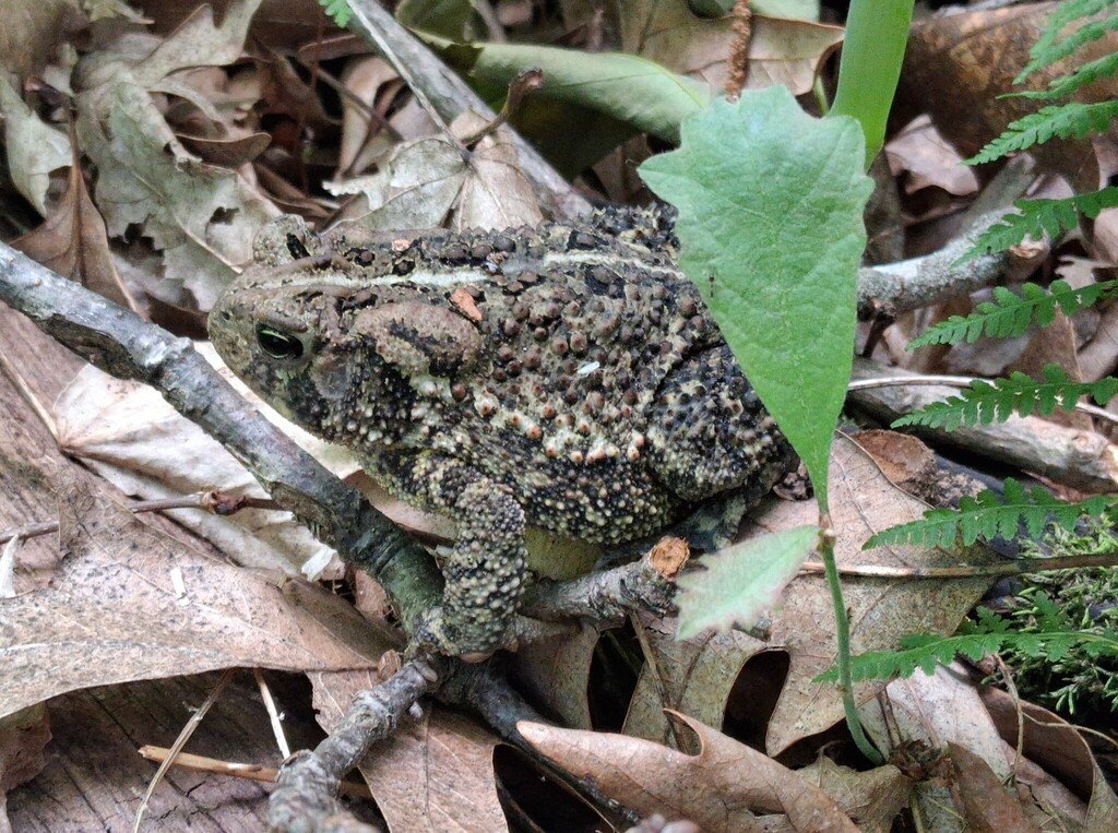 Common Toad